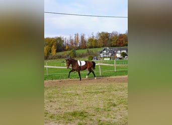 Caballo alemán, Yegua, 4 años, 157 cm, Castaño