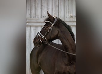Caballo alemán, Yegua, 4 años, 157 cm, Morcillo