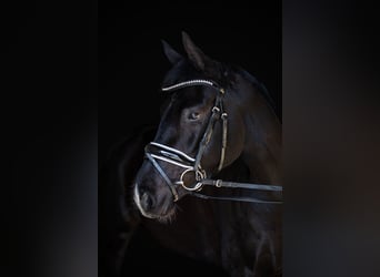 Caballo alemán, Yegua, 4 años, 157 cm, Morcillo