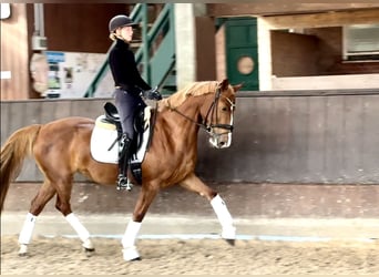 Caballo alemán, Yegua, 4 años, 158 cm, Alazán