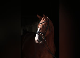 Caballo alemán, Yegua, 4 años, 158 cm, Alazán