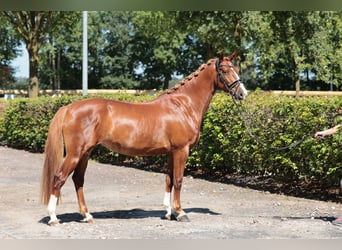 Caballo alemán, Yegua, 4 años, 158 cm, Alazán