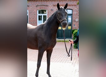 Caballo alemán, Yegua, 4 años, 158 cm, Negro