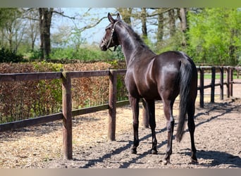 Caballo alemán, Yegua, 4 años, 158 cm, Negro