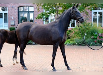 Caballo alemán, Yegua, 4 años, 158 cm, Negro