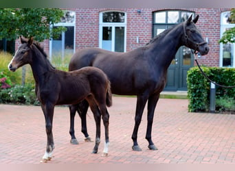 Caballo alemán, Yegua, 4 años, 158 cm, Negro