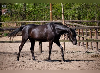 Caballo alemán, Yegua, 4 años, 158 cm, Negro