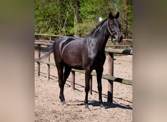 Caballo alemán, Yegua, 4 años, 158 cm, Negro