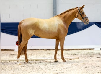 Caballo alemán, Yegua, 4 años, 160 cm, Alazán