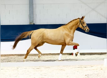 Caballo alemán, Yegua, 4 años, 160 cm, Alazán