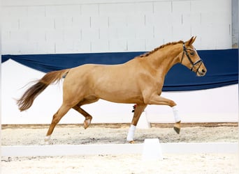 Caballo alemán, Yegua, 4 años, 160 cm, Alazán