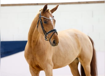 Caballo alemán, Yegua, 4 años, 160 cm, Alazán