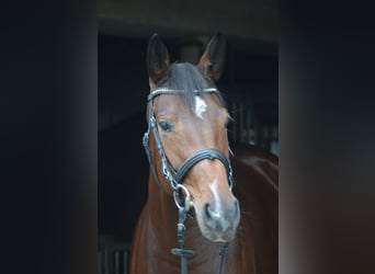 Caballo alemán, Yegua, 4 años, 160 cm, Castaño