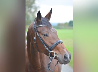 Caballo alemán, Yegua, 4 años, 160 cm, Castaño