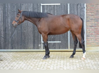 Caballo alemán, Yegua, 4 años, 160 cm, Castaño