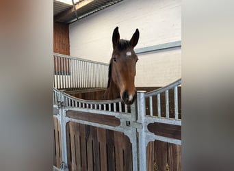 Caballo alemán, Yegua, 4 años, 160 cm, Castaño