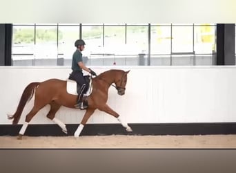 Caballo alemán, Yegua, 4 años, 163 cm, Alazán