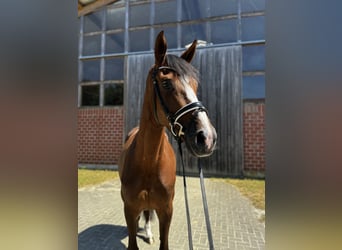 Caballo alemán, Yegua, 4 años, 163 cm, Alazán-tostado