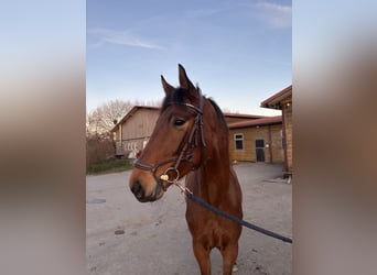 Caballo alemán, Yegua, 4 años, 163 cm, Castaño oscuro