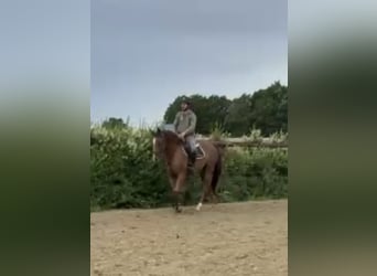 Caballo alemán, Yegua, 4 años, 164 cm, Alazán