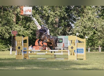 Caballo alemán, Yegua, 4 años, 164 cm, Castaño oscuro