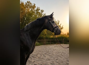 Caballo alemán, Yegua, 4 años, 164 cm, Tordo
