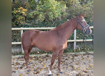 Caballo alemán, Yegua, 4 años, 165 cm, Alazán