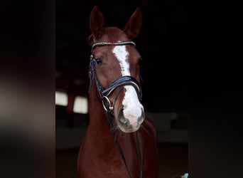 Caballo alemán, Yegua, 4 años, 165 cm, Alazán