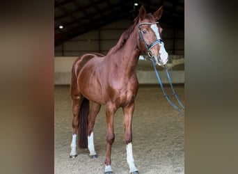 Caballo alemán, Yegua, 4 años, 165 cm, Alazán