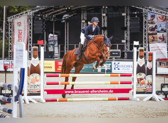 Caballo alemán, Yegua, 4 años, 165 cm, Alazán