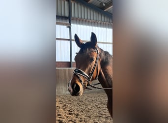 Caballo alemán, Yegua, 4 años, 165 cm, Castaño