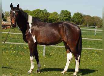 Caballo alemán, Yegua, 4 años, 165 cm, Pío