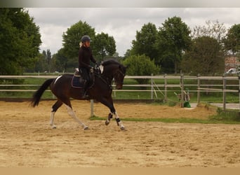 Caballo alemán, Yegua, 4 años, 165 cm, Pío