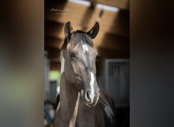 Caballo alemán, Yegua, 4 años, 166 cm, Grullo