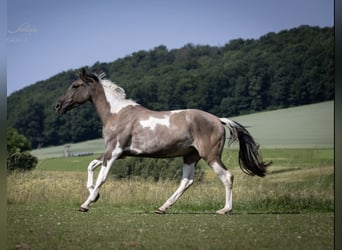 Caballo alemán, Yegua, 4 años, 166 cm, Grullo