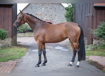 Caballo alemán, Yegua, 4 años, 167 cm, Castaño