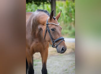 Caballo alemán, Yegua, 4 años, 167 cm, Castaño
