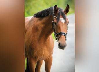 Caballo alemán, Yegua, 4 años, 167 cm, Castaño