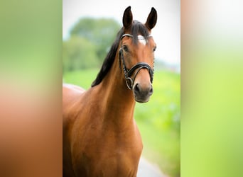 Caballo alemán, Yegua, 4 años, 167 cm, Castaño