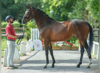 Caballo alemán, Yegua, 4 años, 167 cm, Castaño