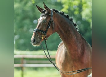 Caballo alemán, Yegua, 4 años, 167 cm, Castaño