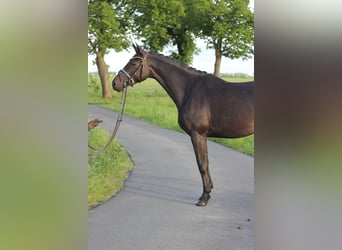 Caballo alemán, Yegua, 4 años, 167 cm, Castaño oscuro