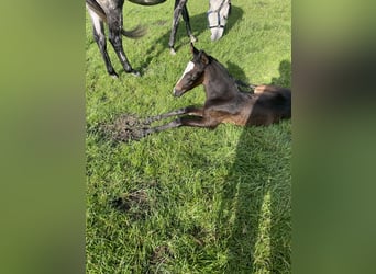Caballo alemán, Yegua, 4 años, 168 cm