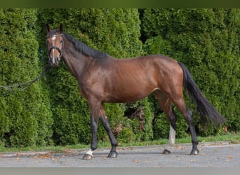 Caballo alemán, Yegua, 4 años, 168 cm, Castaño