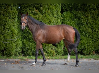 Caballo alemán, Yegua, 4 años, 168 cm, Castaño