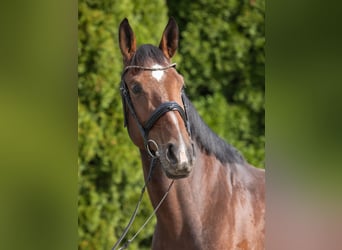 Caballo alemán, Yegua, 4 años, 168 cm, Castaño