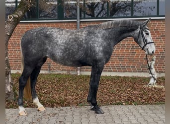 Caballo alemán, Yegua, 4 años, 168 cm, Tordo rodado