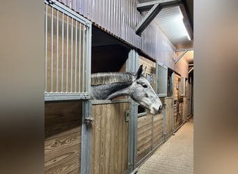 Caballo alemán, Yegua, 4 años, 168 cm, Tordo rodado