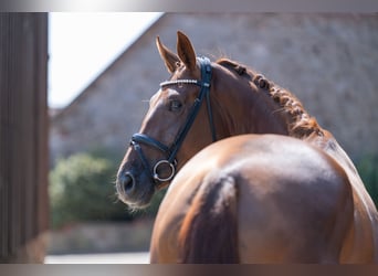 Caballo alemán, Yegua, 4 años, 169 cm, Alazán-tostado