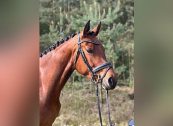 Caballo alemán, Yegua, 4 años, 169 cm, Castaño